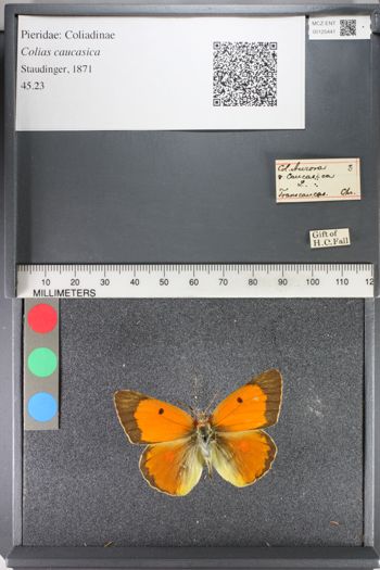 Media type: image;   Entomology 125441